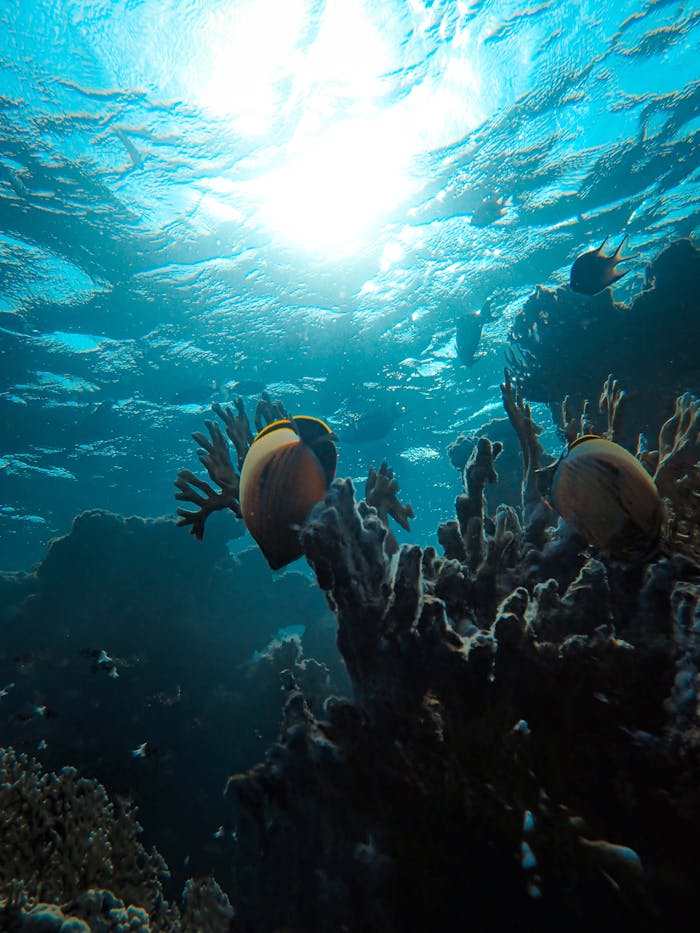 gallery-03 Vibrant underwater scene featuring tropical fish swimming around coral reefs in the sunlight.