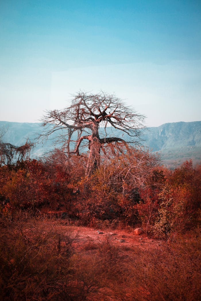 gallery-06 Stunning baobab tree in Luandas rural landscape showcasing natures beauty.